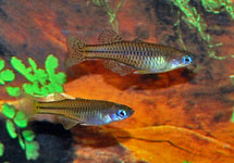 Pseudomugil Gertrudae