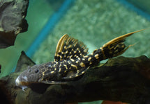L273 Pseudacanthicus Sp.