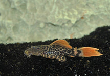 L600 Pseudacanthicus Leopardus