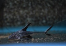 Pterosturisoma Microps