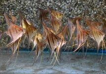 P. Scalare Santa Isabel