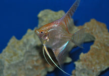 P. Scalare Gold