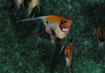 P. Scalare Koi Goldhead Redcheek