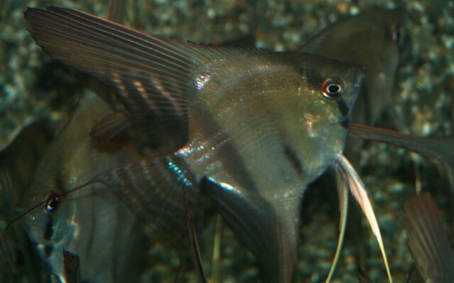 P. Scalare Brazil