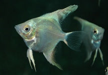 P. Scalare Platinum