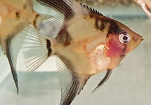 P. Scalare Ghost Blushing