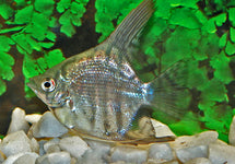 P. Scalare Zebra