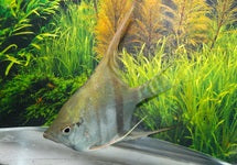 P. Scalare Sp. Surinam Red Spotted