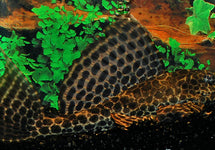 Pterygoplichthys Gibbiceps