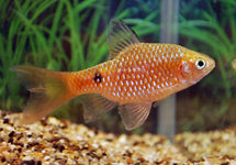 Pethia Conchonius Long Fin