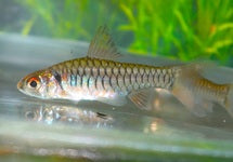 Clypeobarbus Congicus