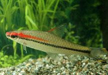 Sahyadria Denisonii