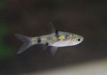 Pethia Gelius