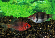 Pethia Nigrofasciata