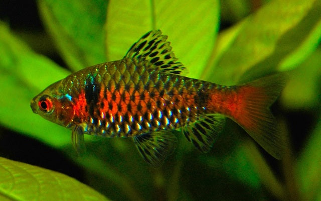 Pethia Padamya