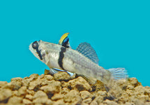Redigobius Balteatus