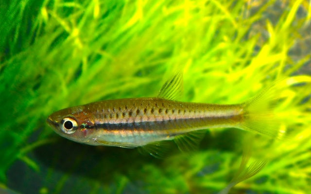 Rasbora Jacobsoni