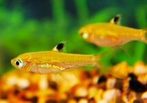 Brevibora Dorsiocellata