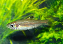 Brevibora Cheeya