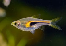 Trigonostigma Hengeli