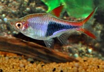 Trigonostigma Heteromorpha