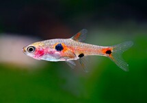 Boraras Maculatus