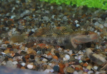 Rhinogobius Duospilus
