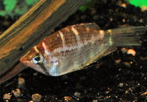 Sphaerichthys Selatanensis