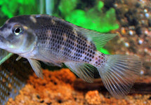 Steatocranus Casuarius