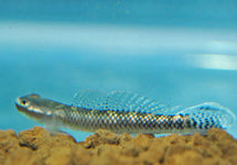 Stiphodon Atropurpureus