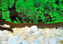 Synbranchus Marmoratus