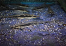 Sturisoma Nigrirostrum