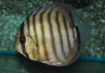 S. Aequifasciatus Peru Rio Nanay
