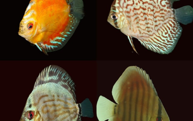 S. Aequifasciatus Mix