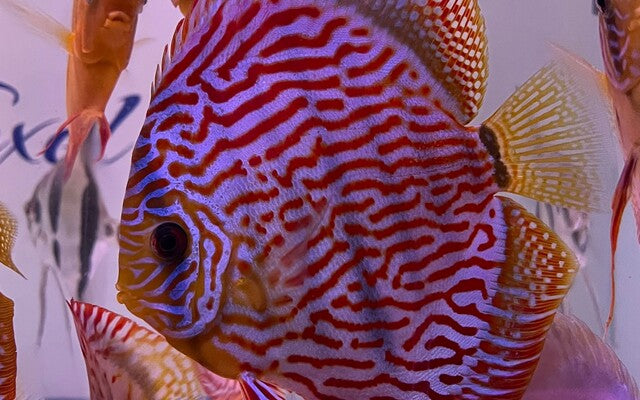 S. Aequifasciatus Red Turquoise