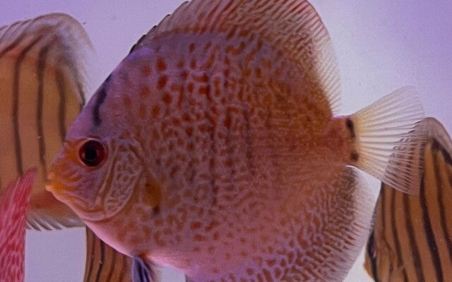 S. Aequifasciatus Snakeskin Blue