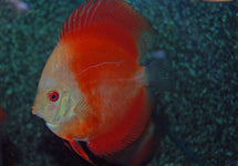 S. Aequifasciatus Red Melon