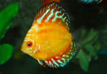 S. Aequifasciatus Pigeon Blood Mixed