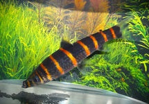 Synaptolaemus Latofasciatus