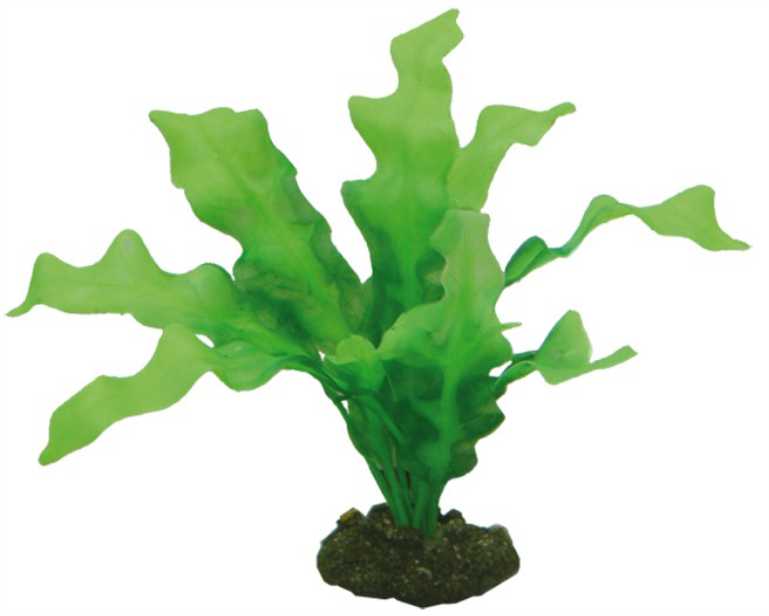 Hobby Plant Echinodrus 20 CM