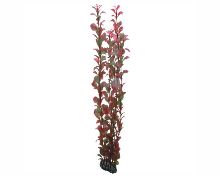 Hobby Plant Ludwigia 60 CM