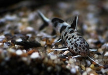 Synodontis Lucipinnis