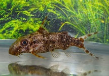 Synodontis Contracta
