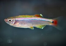 Tanichthys Albonubes