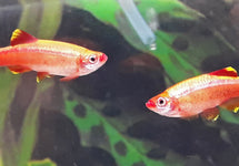 Tanichthys Albonubes Gold