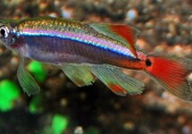 Tanichthys Albonubes Long Fin