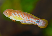 Tateurndina Ocellicauda