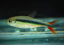 Thayeria Sp. Rio Teles Pires