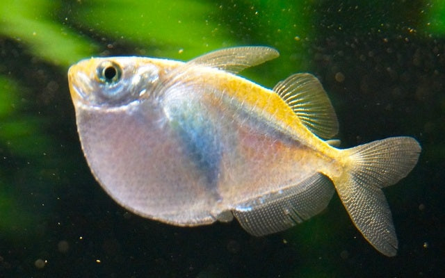 Thoracocharax Stellatus