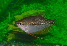 Trichopodus Leeri